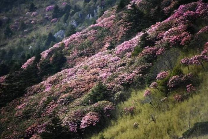 秦岭留坝春季赏花攻略 附详细行程