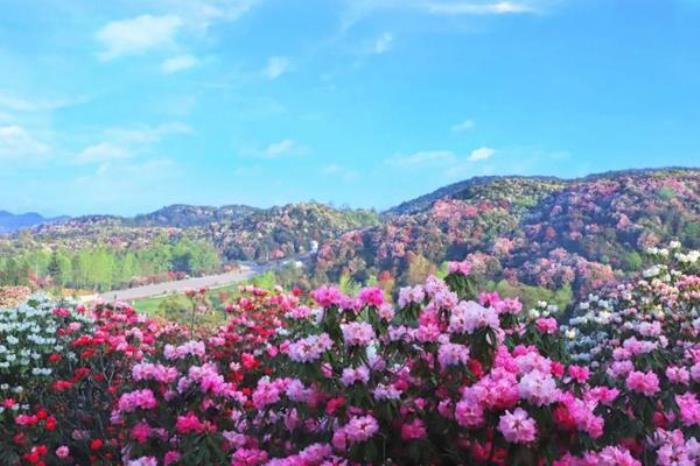 毕节有哪些花海文化主题旅游线路推荐