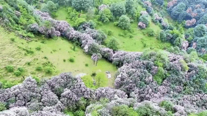 不到鸡笼顶，枉为广东人！原来，中国绝美的高山草原杜鹃花海在这里