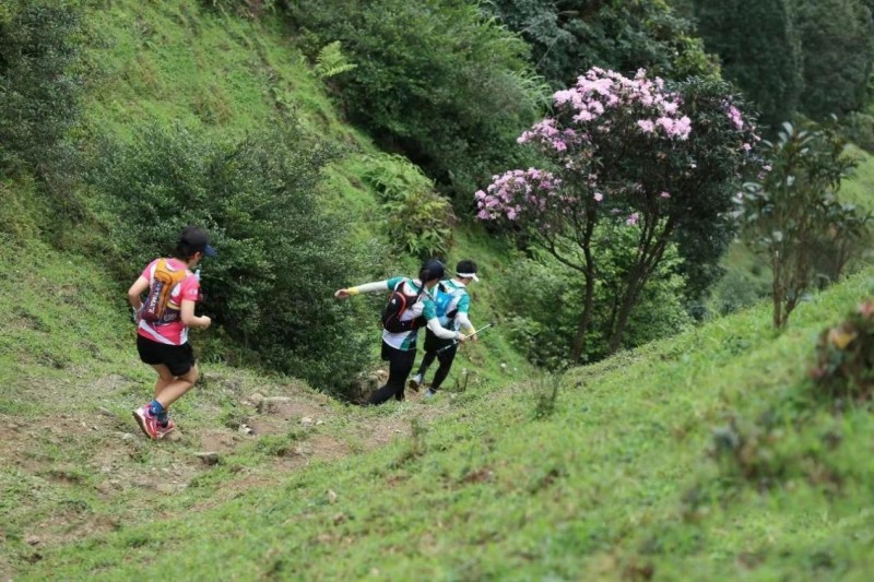 不到鸡笼顶，枉为广东人！原来，中国绝美的高山草原杜鹃花海在这里