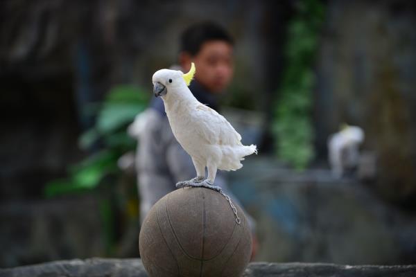 濮阳东北庄野生动物园