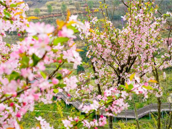 英山四季花海景区