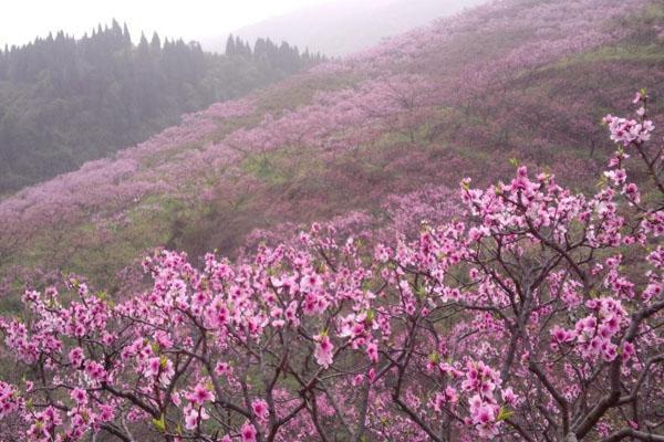 丹棱·桃花源景区