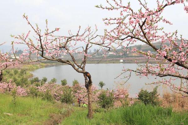 丹棱·桃花源景区