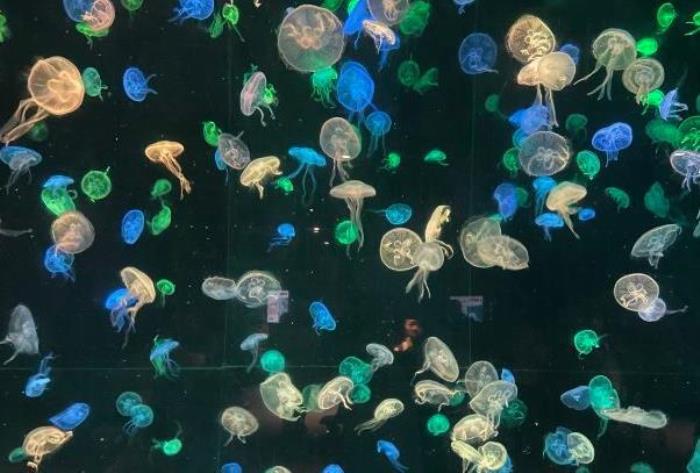 珠海长隆海洋王国亲子游攻略 珠海长隆海洋王国亲子游攻略