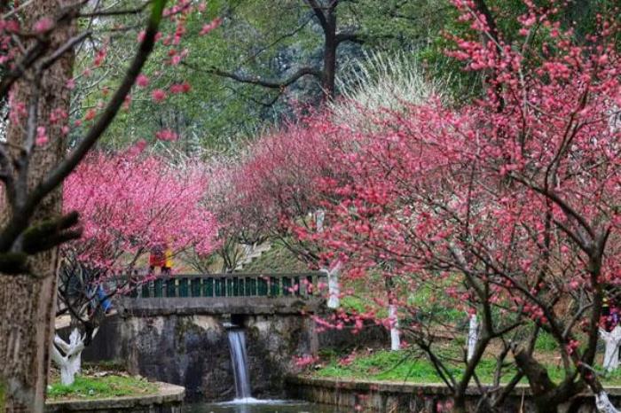 湖南省森林植物园开放时间2022 湖南省森林植物园开放时间2022