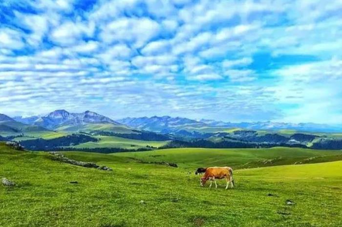 新疆喀拉峻草原旅游攻略2022 新疆喀拉峻草原旅游攻略2022