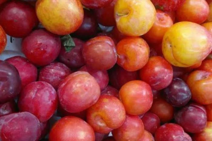 重庆周边采摘李子的地方