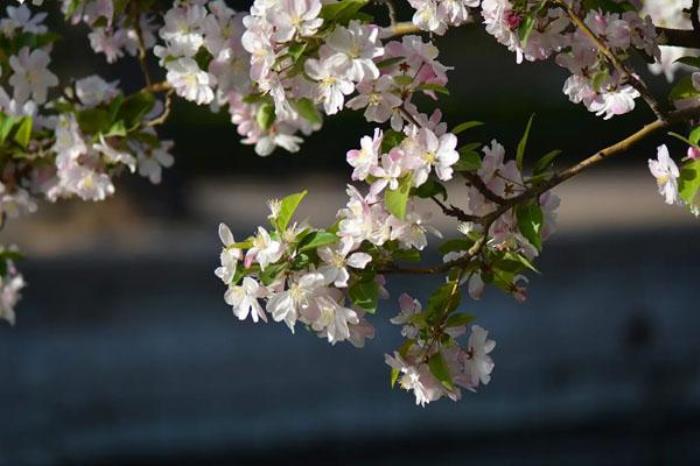 北京海棠花溪每年几月去最好 最佳观赏时间 北京海棠花溪每年几月去最好 最佳观赏时间
