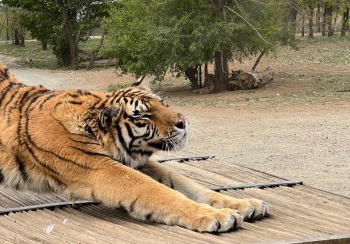 沈阳怪坡风景区营业时间 开放了吗 沈阳怪坡风景区营业时间 开放了吗