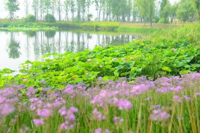 武汉植物园一日游最佳路线