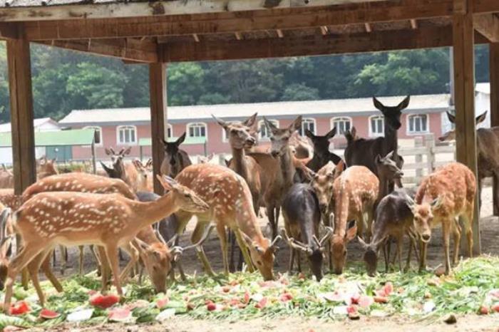 哈尔滨北方森林动物园一日游攻略 哈尔滨北方森林动物园一日游攻略