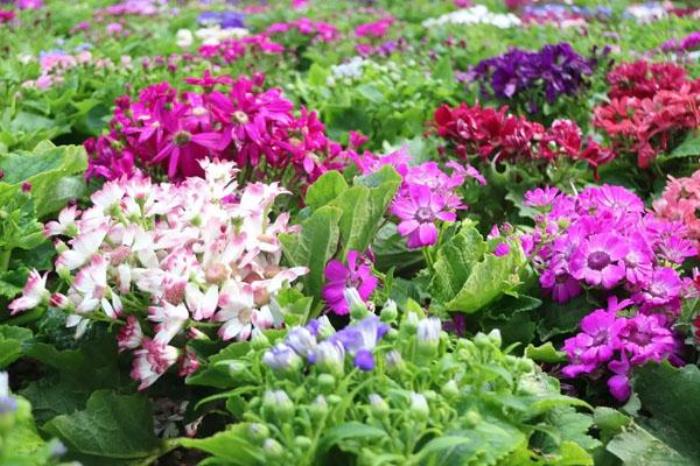 2022天津热带植物观光园门票多少钱 附最新开放时间及地址 2022天津热带植物观光园门票多少钱 附最新开放时间及地址