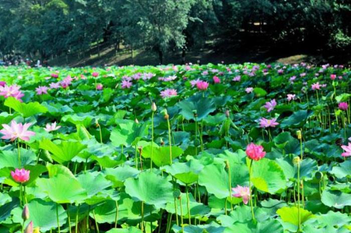 圆明园看荷花最佳路线及最佳赏荷花的地点 圆明园看荷花最佳路线及最佳赏荷花的地点