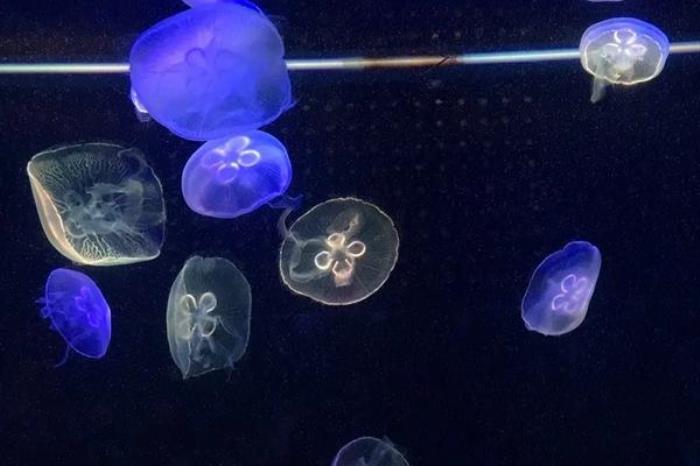 东湖海洋世界旅游攻略