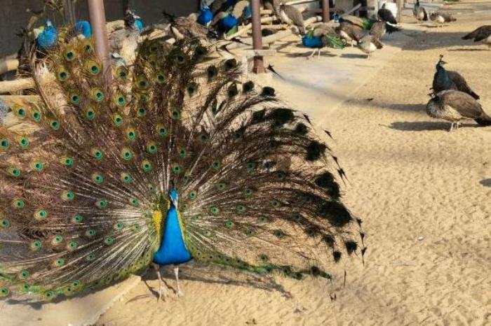 秦皇岛野生动物园具体位置