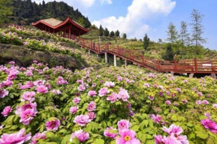 重庆垫江赏花路线推荐 重庆垫江赏花路线推荐