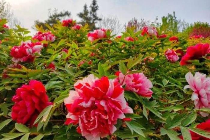 曹州牡丹园最佳时间 什么时候去最好 曹州牡丹园最佳时间 什么时候去最好