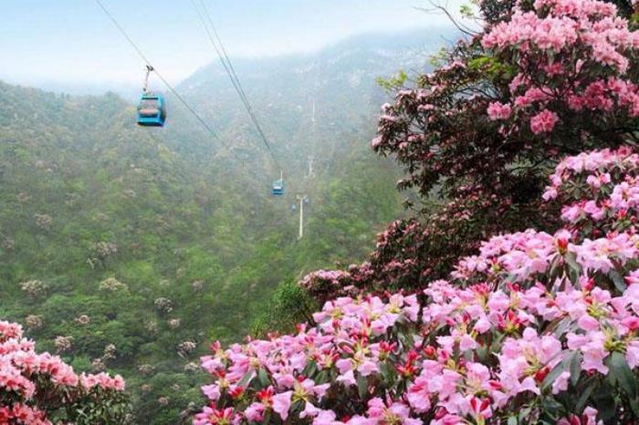 2022南川金佛山杜鹃花赏花攻略 最佳赏花地及时间 2022南川金佛山杜鹃花赏花攻略 最佳赏花地及时间