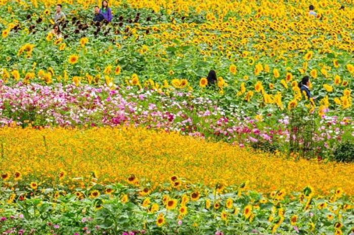 湖南省森林植物园游玩攻略 附景点介绍