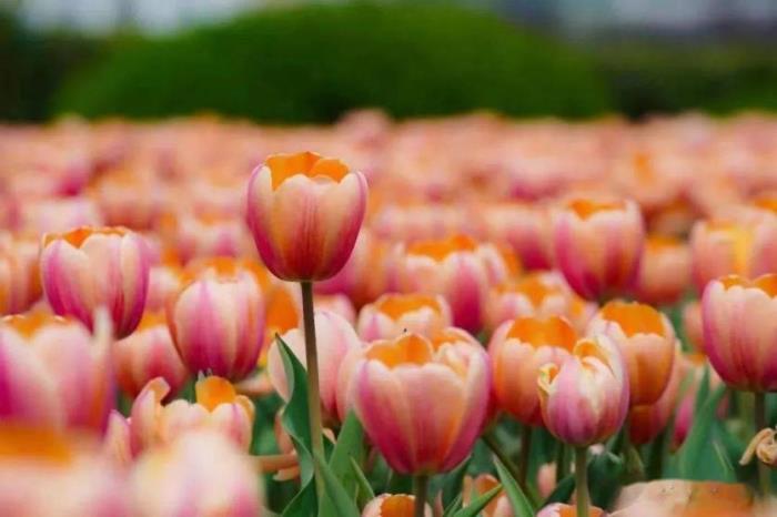 康巴什郁金香在哪看