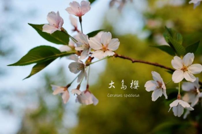 武大樱花有多少品种 武大樱花有多少品种