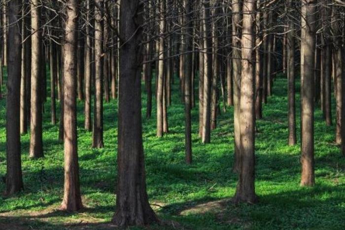 上海青西郊野公园可以烧烤吗 上海青西郊野公园可以烧烤吗