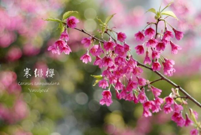 武大樱花有多少品种 武大樱花有多少品种