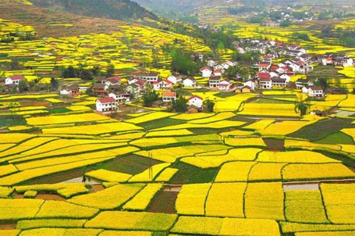 陕西汉中油菜花在哪里? 陕西汉中油菜花在哪里?