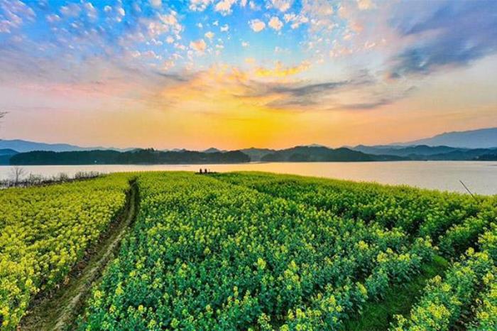 陕西汉中油菜花在哪里? 陕西汉中油菜花在哪里?