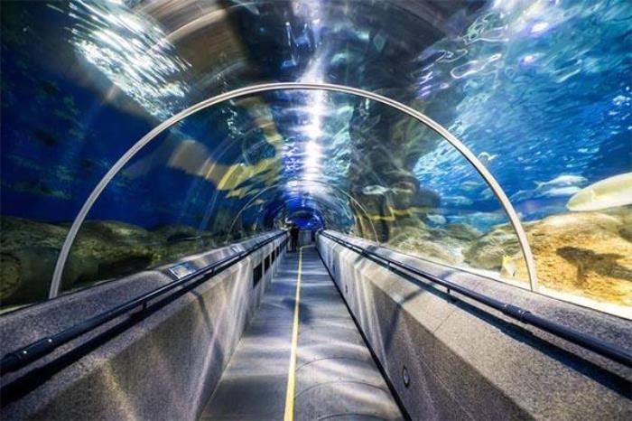 大连老虎滩海洋公园和圣亚海洋公园哪个好 大连老虎滩海洋公园和圣亚海洋公园哪个好