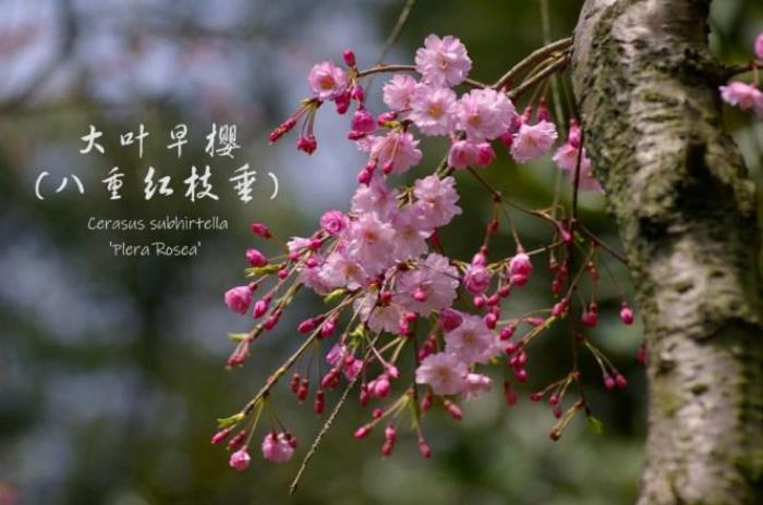 武大樱花有多少品种 武大樱花有多少品种