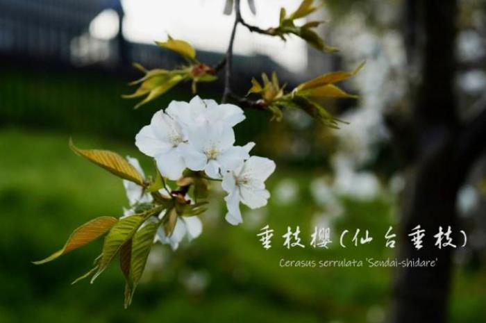 武大樱花有多少品种 武大樱花有多少品种