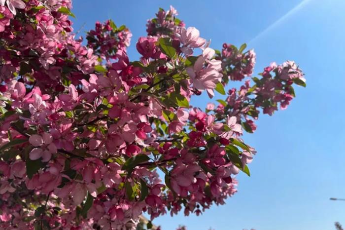 乌兰浩特春季都有哪些花看 乌兰浩特春季都有哪些花看
