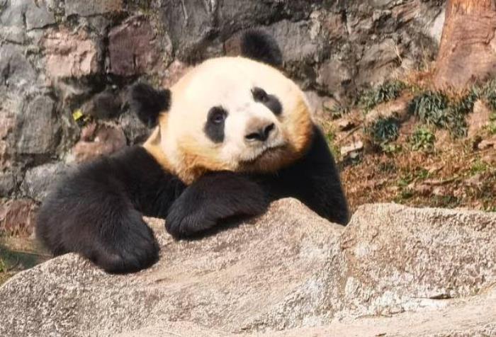 成都熊猫基地在哪里 在成都哪个区 成都熊猫基地在哪里 在成都哪个区