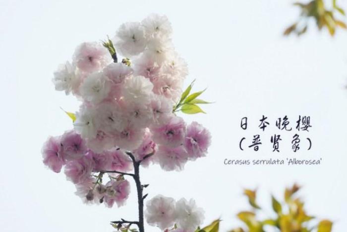 武大樱花有多少品种 武大樱花有多少品种