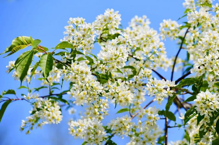 乌兰浩特春季都有哪些花看 乌兰浩特春季都有哪些花看