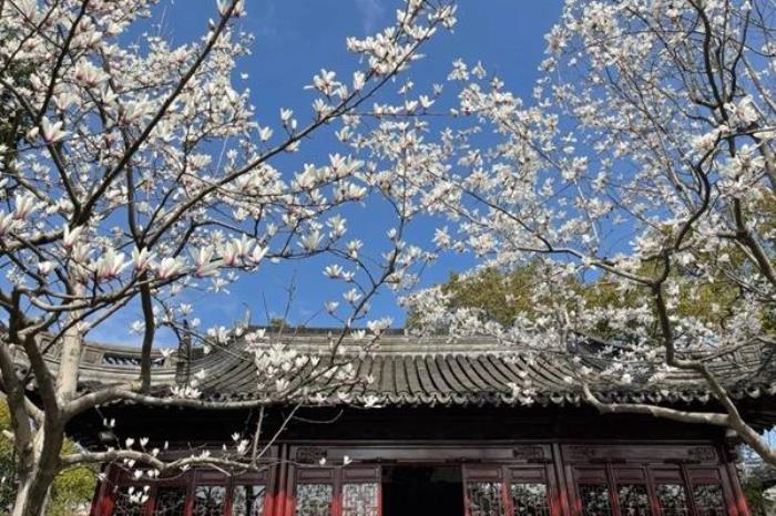 上海看白玉兰花的地方有哪些 上海看白玉兰花的地方有哪些