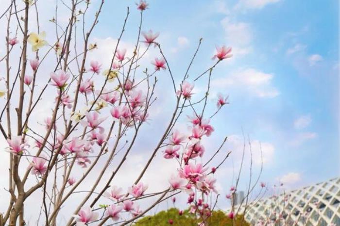 上海看白玉兰花的地方有哪些 上海看白玉兰花的地方有哪些