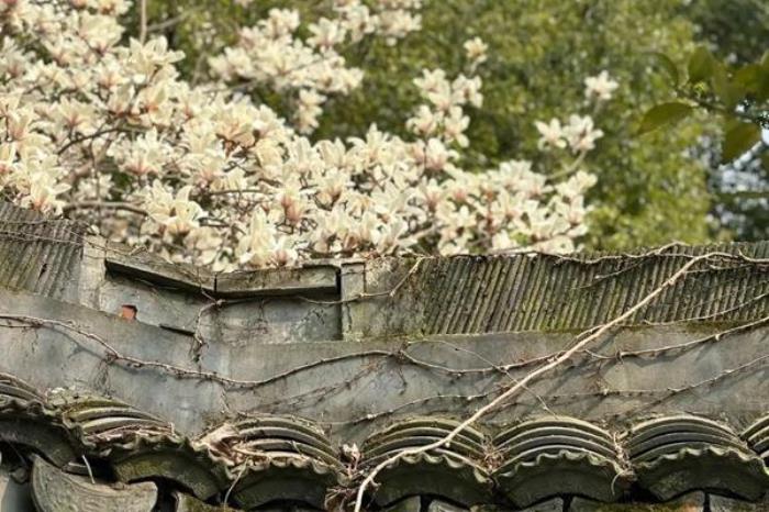 上海看白玉兰花的地方有哪些 上海看白玉兰花的地方有哪些