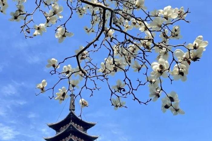 上海看白玉兰花的地方有哪些 上海看白玉兰花的地方有哪些