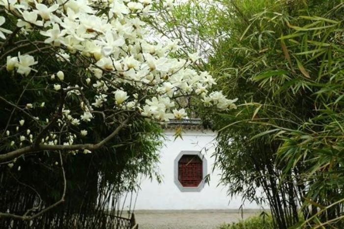 上海看白玉兰花的地方有哪些 上海看白玉兰花的地方有哪些
