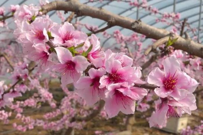 渭南春季有哪些好玩的地方推荐 渭南春季有哪些好玩的地方推荐