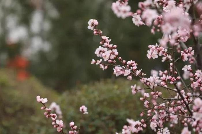 渭南春季有哪些好玩的地方推荐 渭南春季有哪些好玩的地方推荐