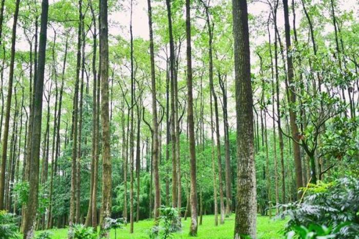 成都植物园三月有什么花 成都植物园三月有什么花