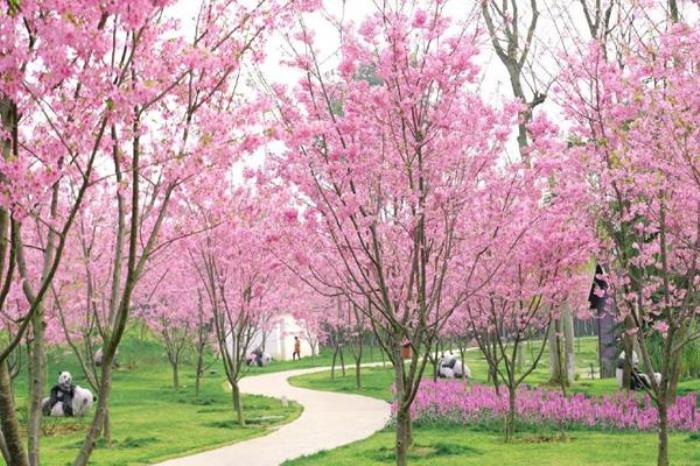 成都植物园三月有什么花 成都植物园三月有什么花