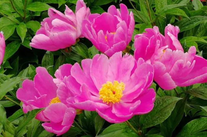 海拉尔春夏时节有哪些赏花的地方和景点推荐