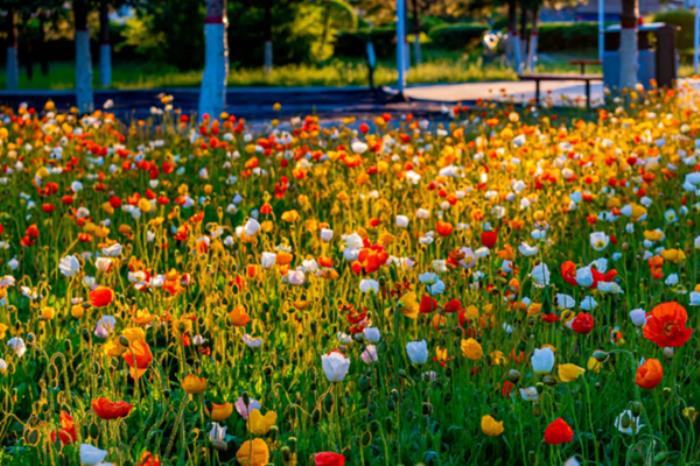 海拉尔春夏时节有哪些赏花的地方和景点推荐 海拉尔春夏时节有哪些赏花的地方和景点推荐