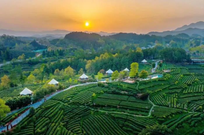 陕西有哪些春茶好喝 陕西有哪些春茶好喝