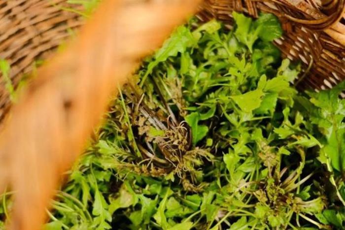 陕西春季都有哪些好吃的野菜 陕西春季都有哪些好吃的野菜